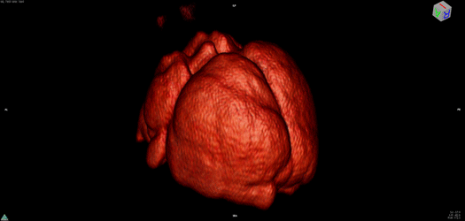 3D MR image of mouse brain