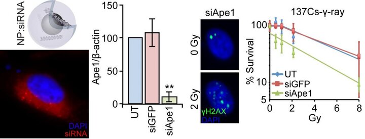 NP-mediated knockdown of Ape1 radiosensitizes pediatric brain cancer cells